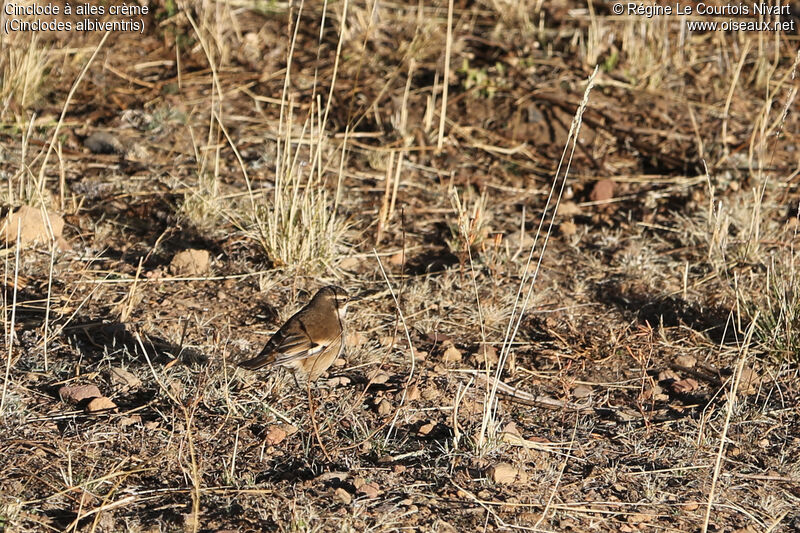 Cream-winged Cinclodes