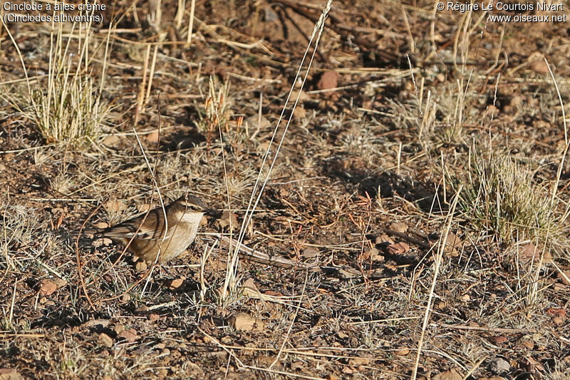 Cream-winged Cinclodes