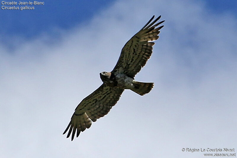 Short-toed Snake Eagle