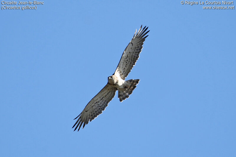 Short-toed Snake Eagle