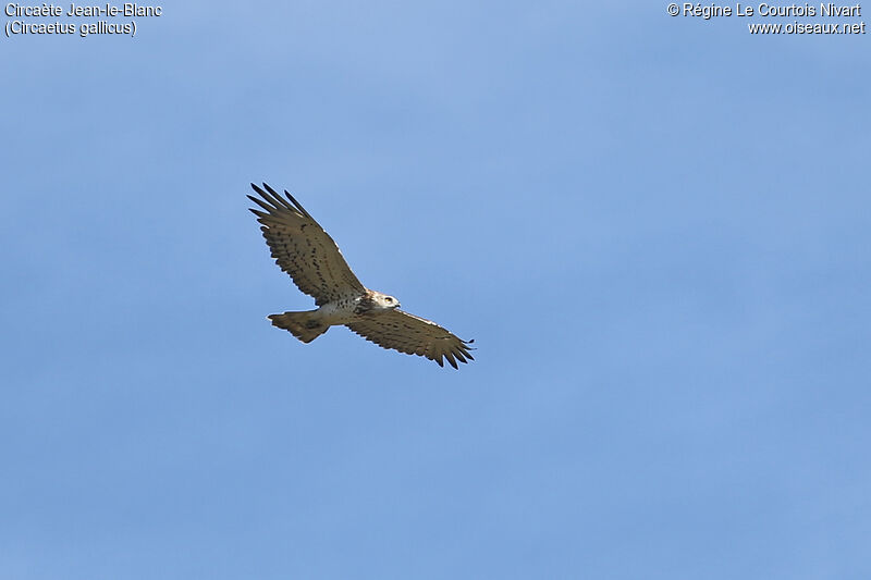 Short-toed Snake Eagle