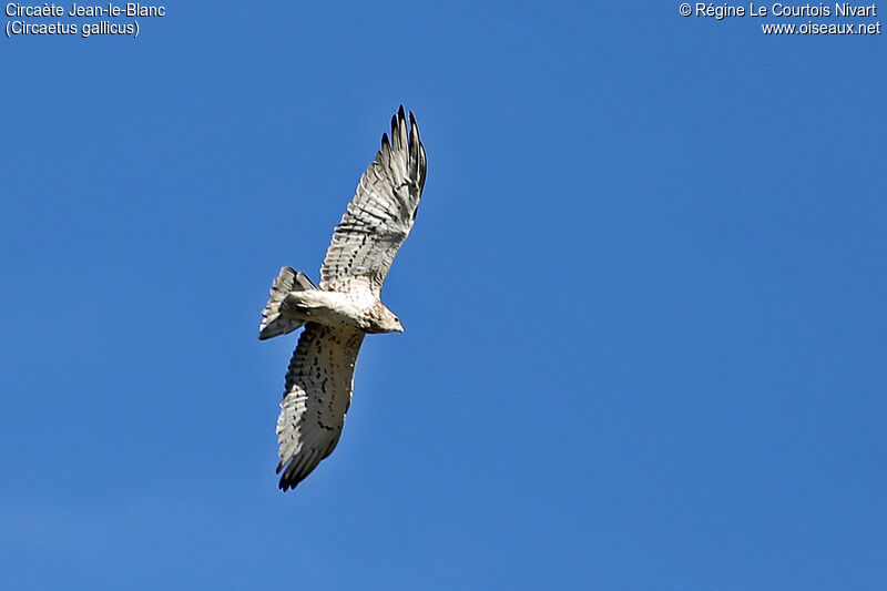 Short-toed Snake Eagle