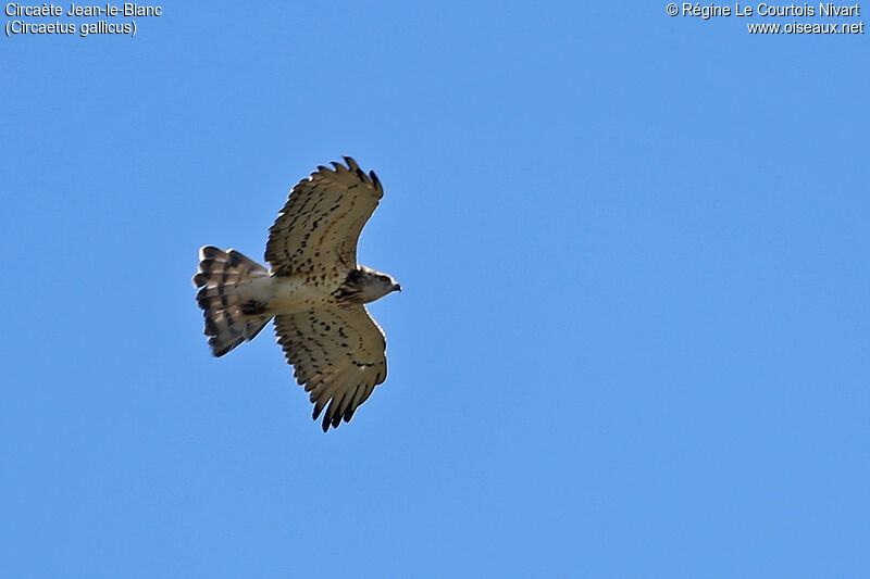 Short-toed Snake Eagle