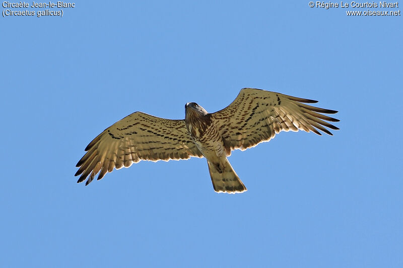 Short-toed Snake Eagle