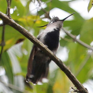 Colibri à huppe bleue