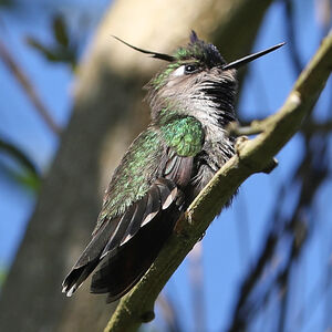 Colibri à huppe bleue