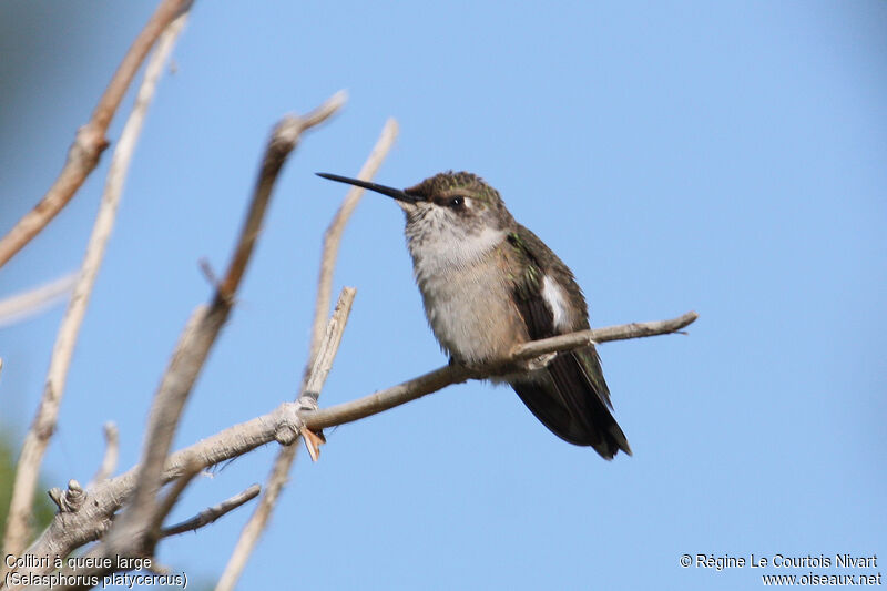 Colibri à queue largejuvénile