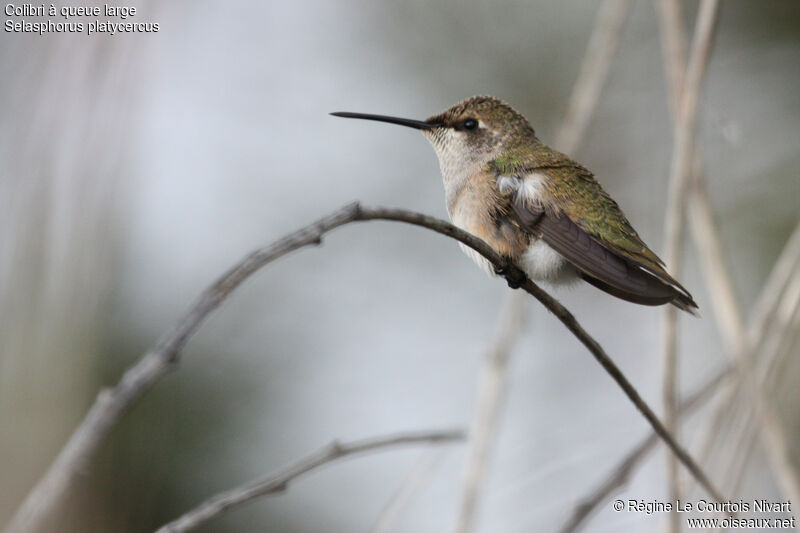 Colibri à queue largejuvénile