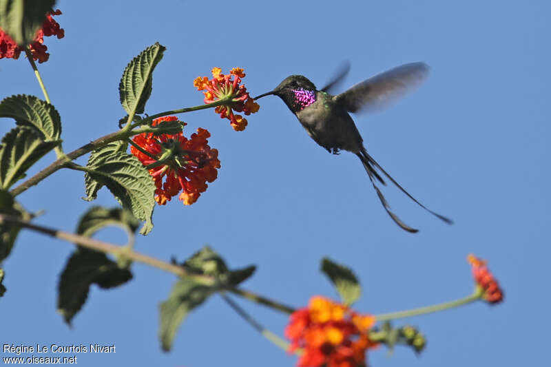 Peruvian Sheartail male adult, Flight, feeding habits