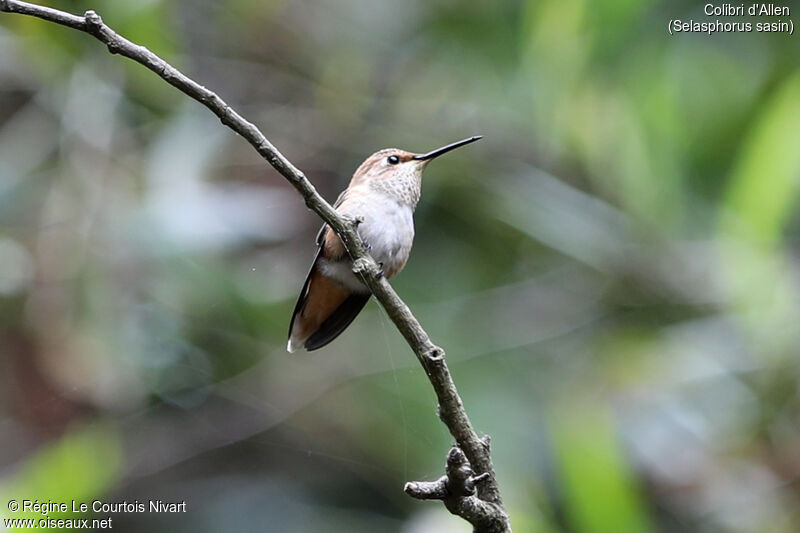 Allen's Hummingbird