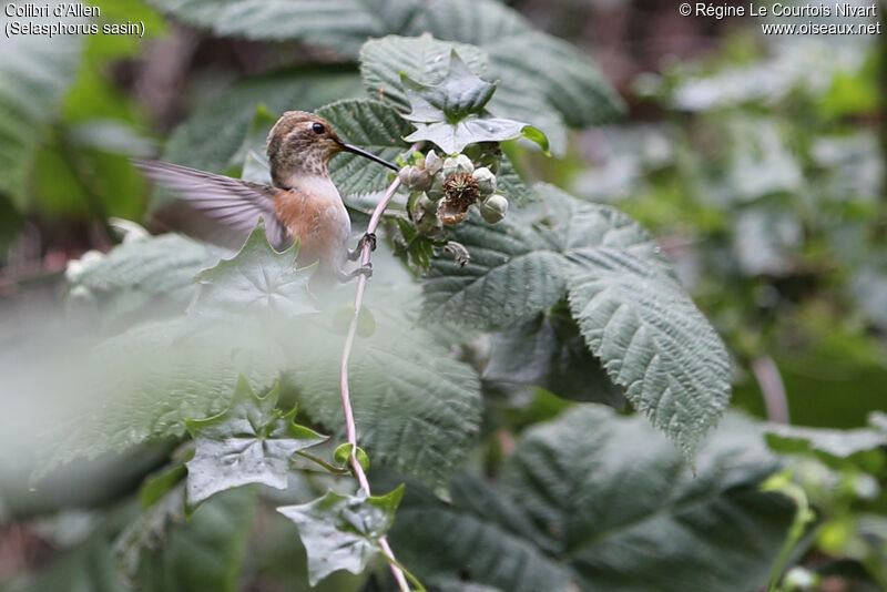 Allen's Hummingbird