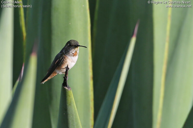 Allen's Hummingbird