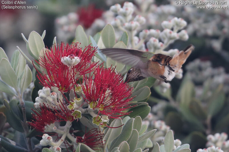 Allen's Hummingbird