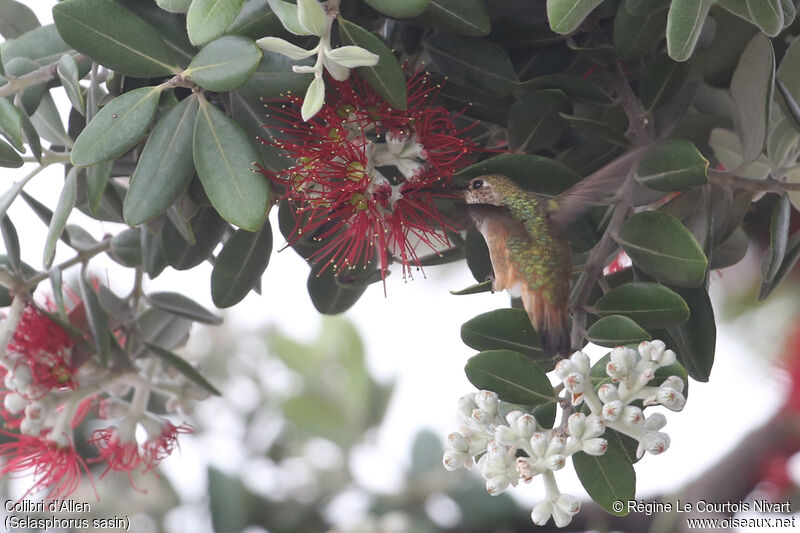 Allen's Hummingbird