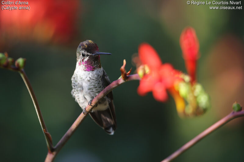 Anna's Hummingbird