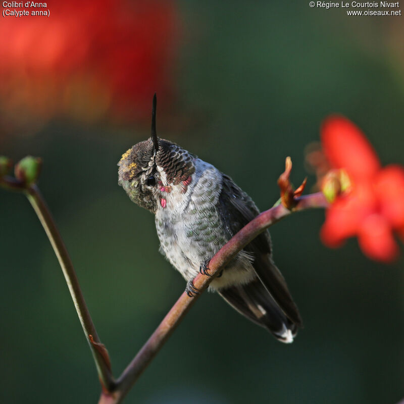 Colibri d'Anna