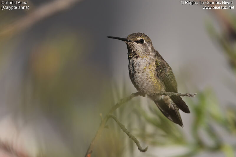 Anna's Hummingbird