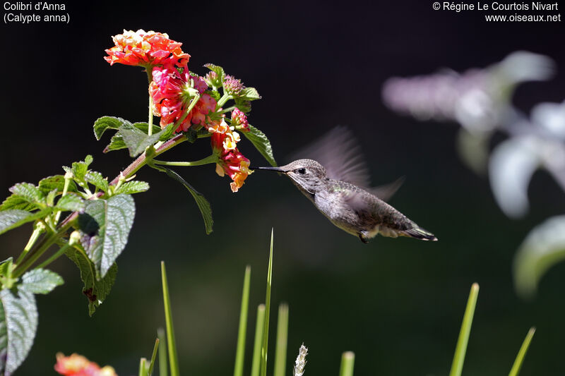 Anna's Hummingbird