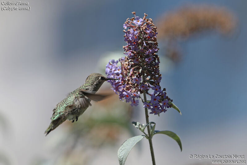 Anna's Hummingbird