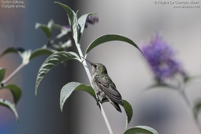 Anna's Hummingbird