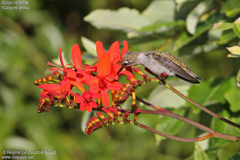 Anna's Hummingbird