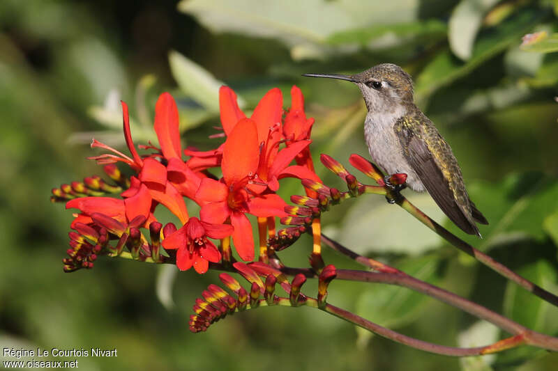 Colibri d'Anna femelle adulte, identification