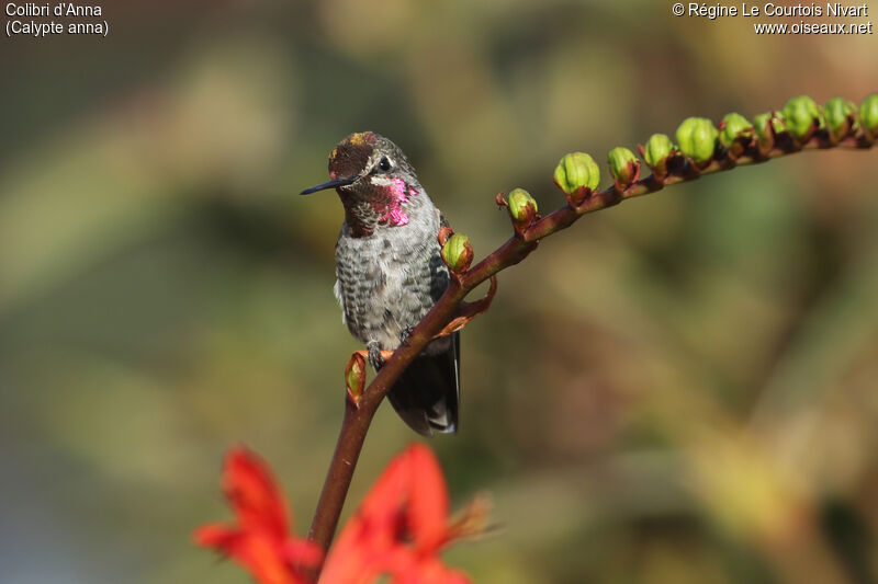 Anna's Hummingbird