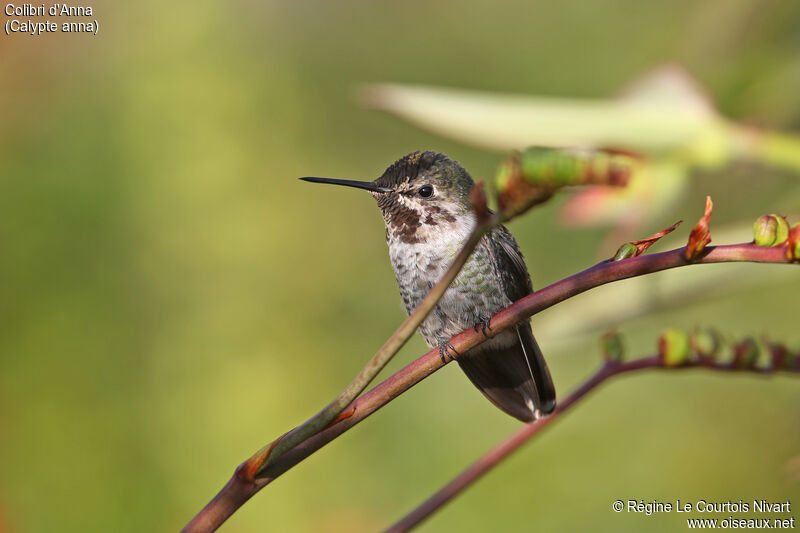 Anna's Hummingbird