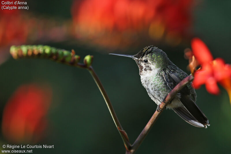 Anna's Hummingbird