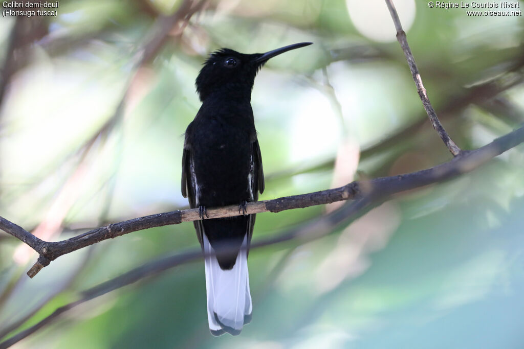 Colibri demi-deuil