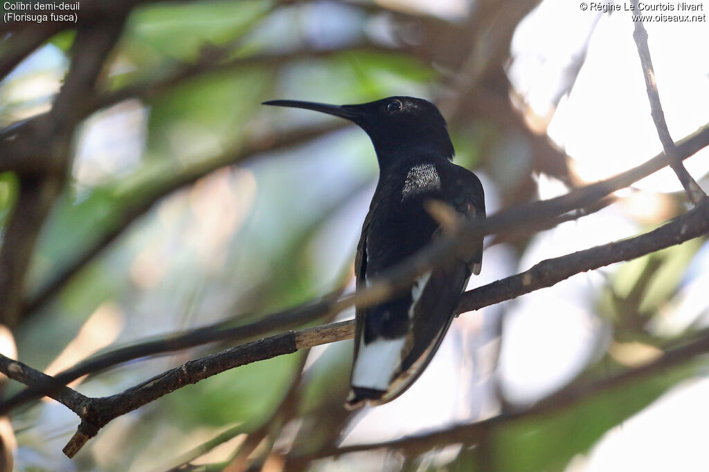 Colibri demi-deuil