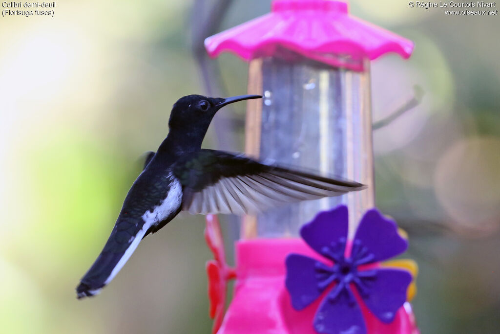 Colibri demi-deuil