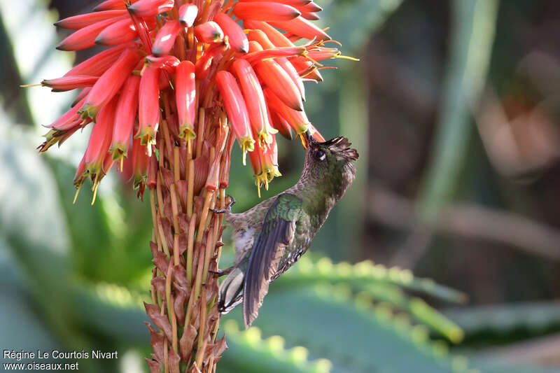 Green-backed Firecrownadult, feeding habits