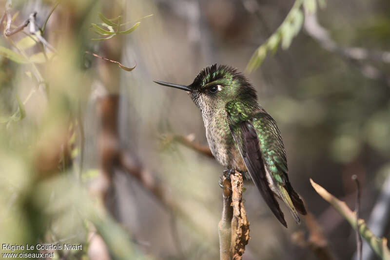 Colibri du Chili femelle adulte, identification