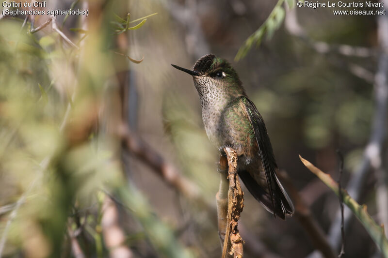 Green-backed Firecrown