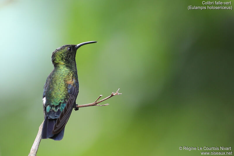 Colibri falle-vert