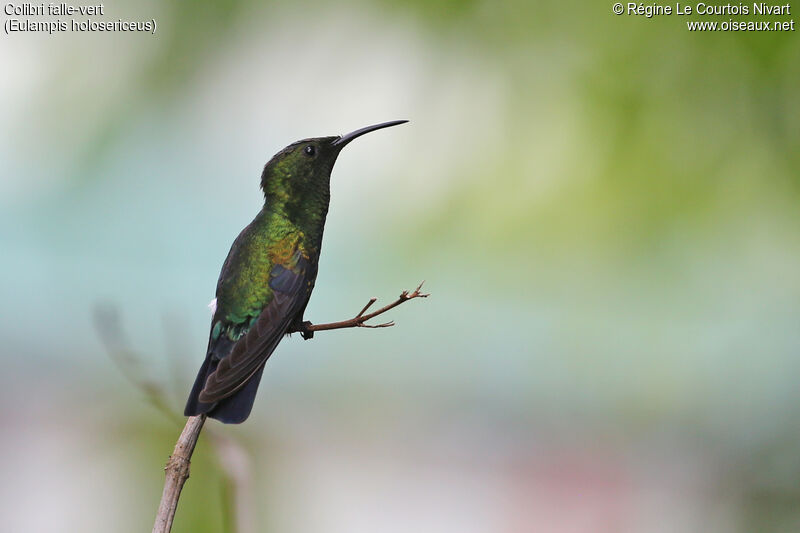 Colibri falle-vert