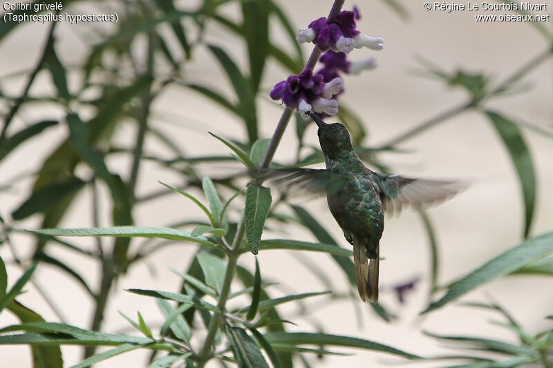 Colibri grivelé