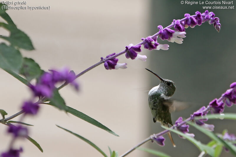 Colibri grivelé