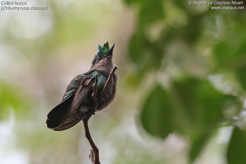 Colibri huppé