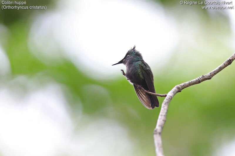 Colibri huppé