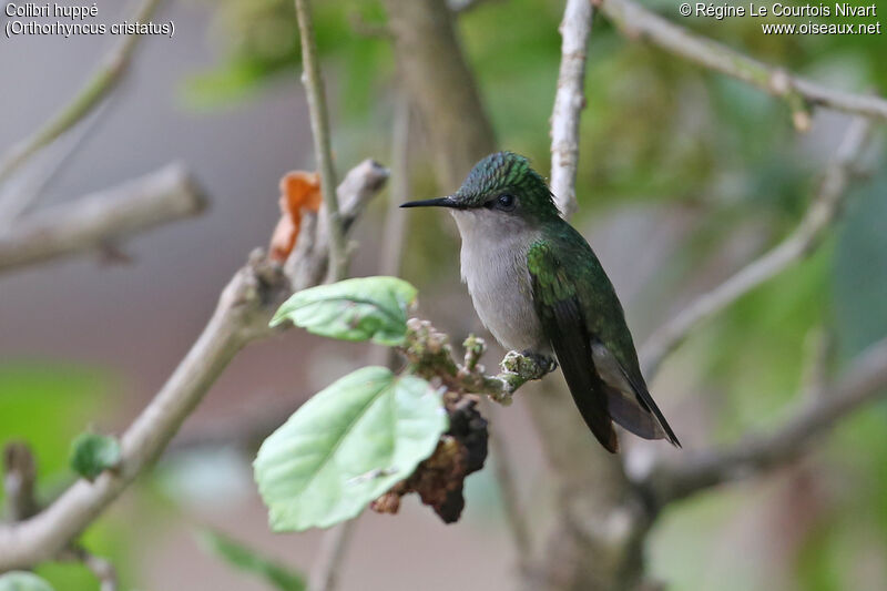 Colibri huppé