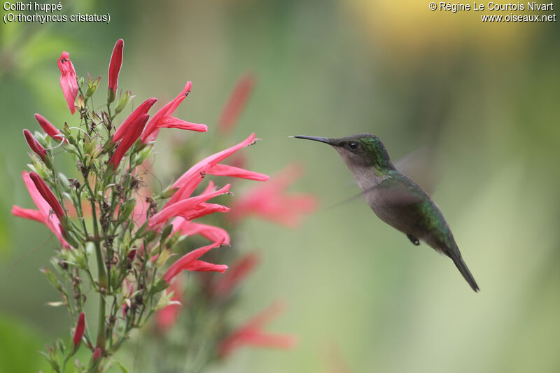 Colibri huppé