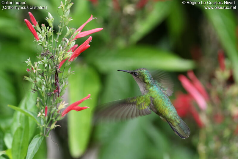 Colibri huppé