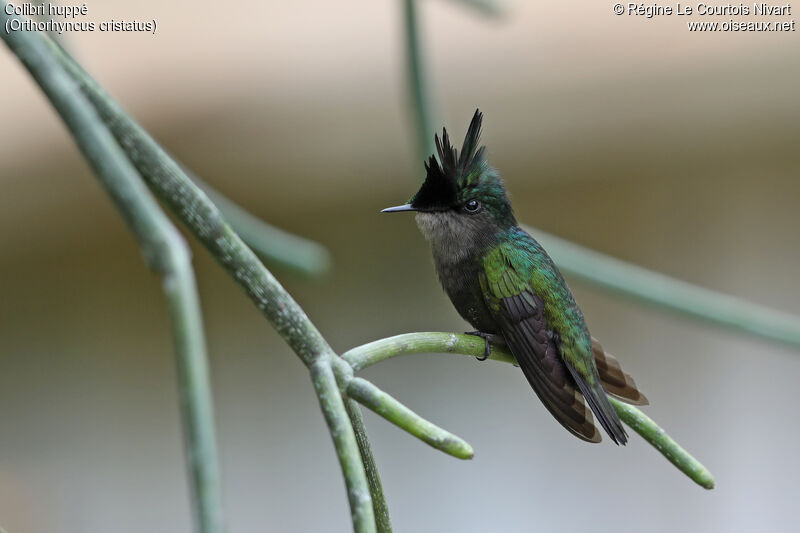 Colibri huppé