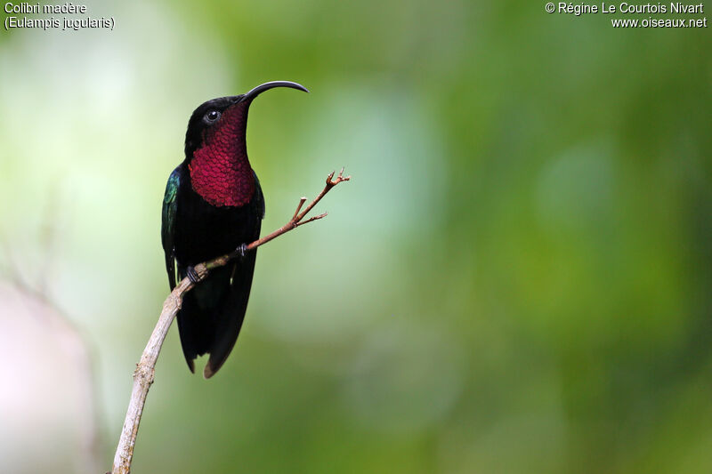 Purple-throated Carib