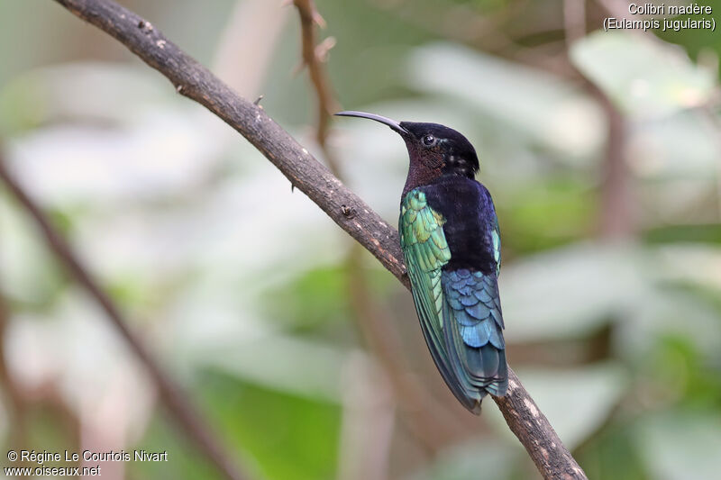 Purple-throated Carib