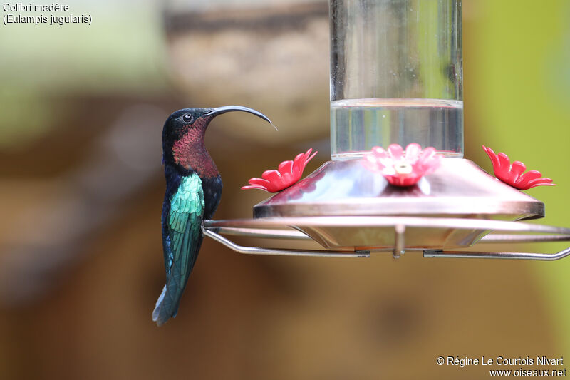 Purple-throated Carib