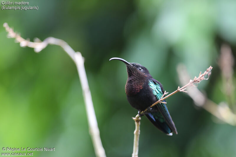 Purple-throated Carib