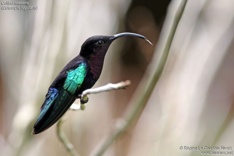 Purple-throated Carib